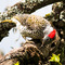 Ngorongoro Crater